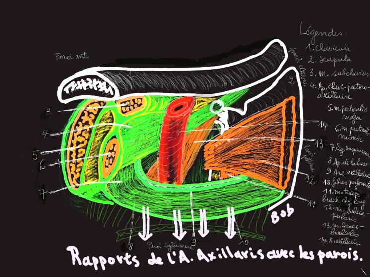 Schéma d'anatomie pour les G3.