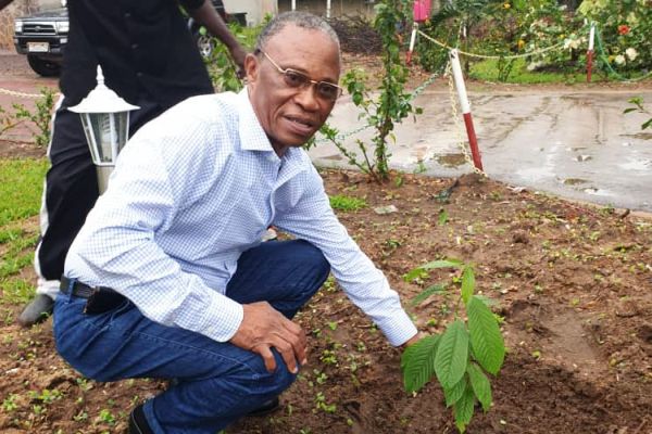 Plantation d'arbre devant la faculté