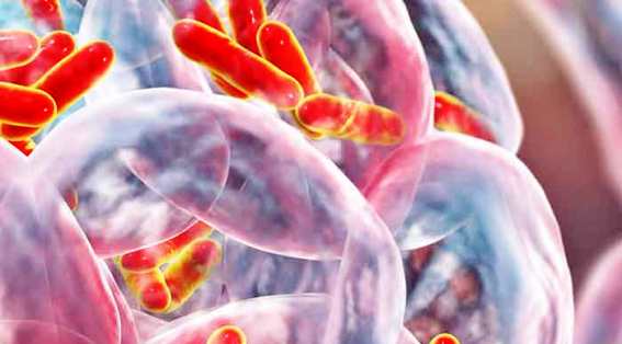 Maternal Knowledge of Tuberculosis and Bacillus Calmette Guerin Vaccination in Pediatric Health Services in Kinshasa