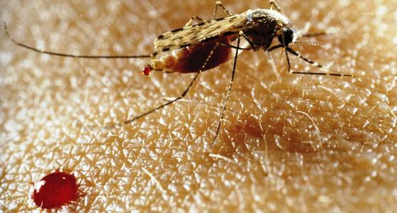 Paludisme: lancement de tests du vaccin le plus avancé sur des enfants