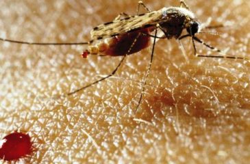Paludisme: lancement de tests du vaccin le plus avancé sur des enfants