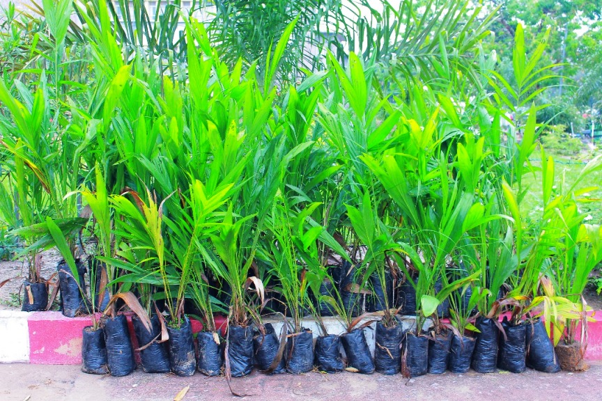 L'Université de Kinshasa reçoit un don de 100 plantules de la part d'un alumni