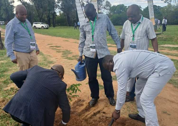 Université BUAN à Gaborone, au Botswana, il est planté ce mercredi 03 décembre 2025 l'arbre-symbole de la République Démocratique du Congo (Eloko ya makasi)