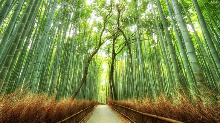 bambous de chine mur