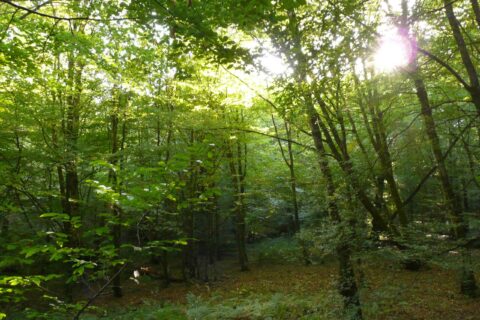 foret