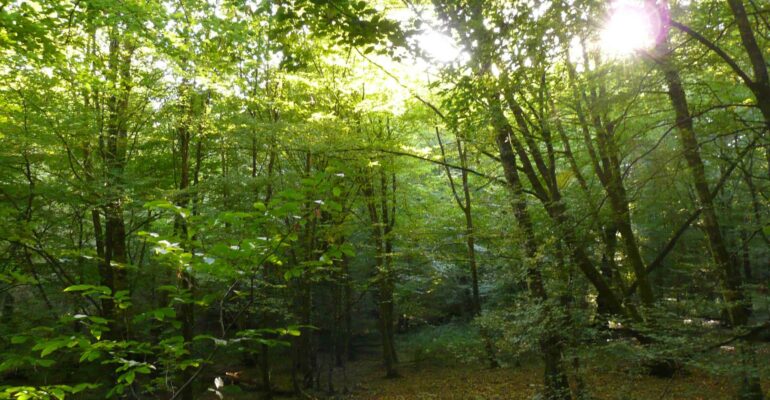 foret