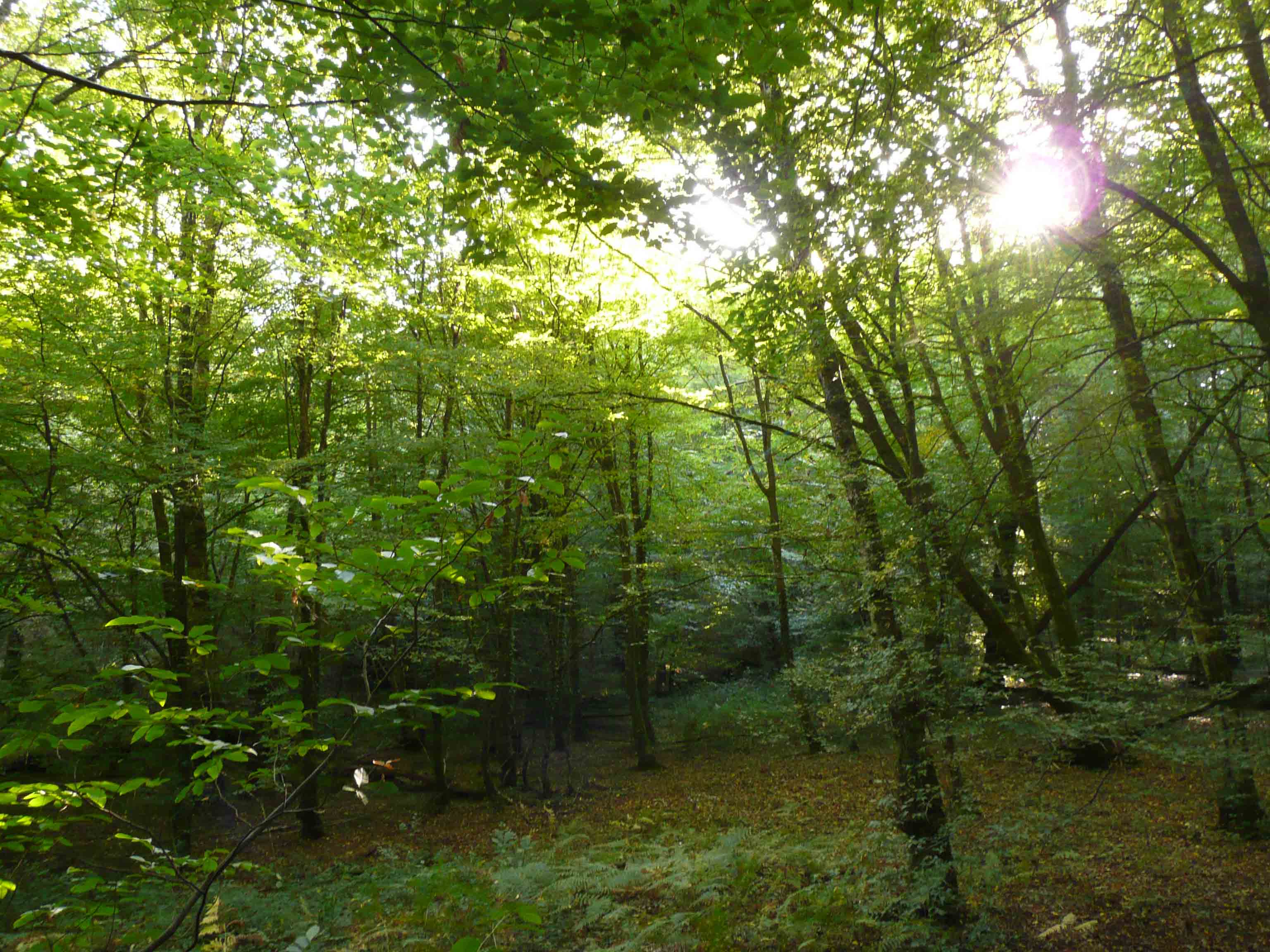 Projet FOREQUAL : Visite à Kinshasa de la chercheure LI CHENMEI de l'Université d'Helsinki