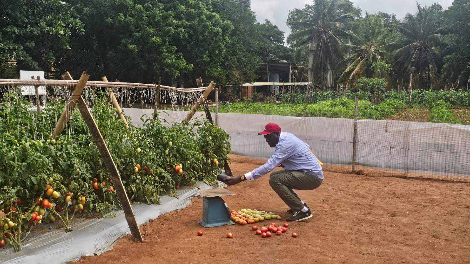 Participation de l’Université de Kinshasa aux Journées Portes Ouvertes Rijk Zwaan au Bénin