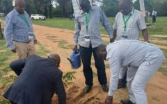 Arbre Unikin Botswana