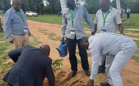 Arbre Unikin Botswana
