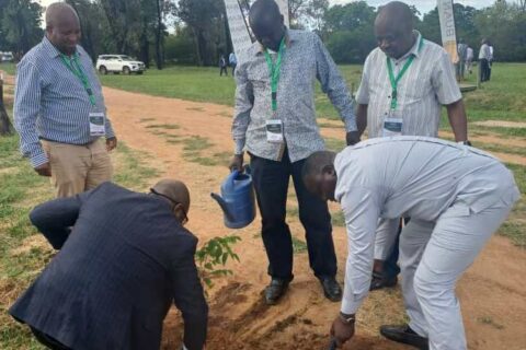 Arbre Unikin Botswana